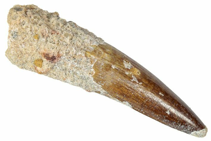Fossil Spinosaurus Tooth - Real Dinosaur Tooth #346289